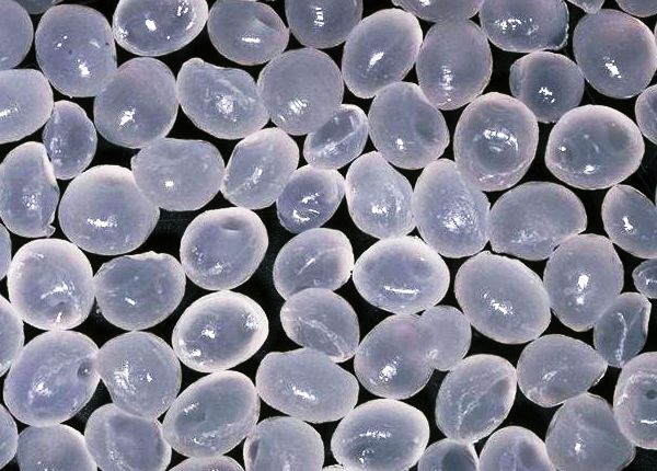 pellets